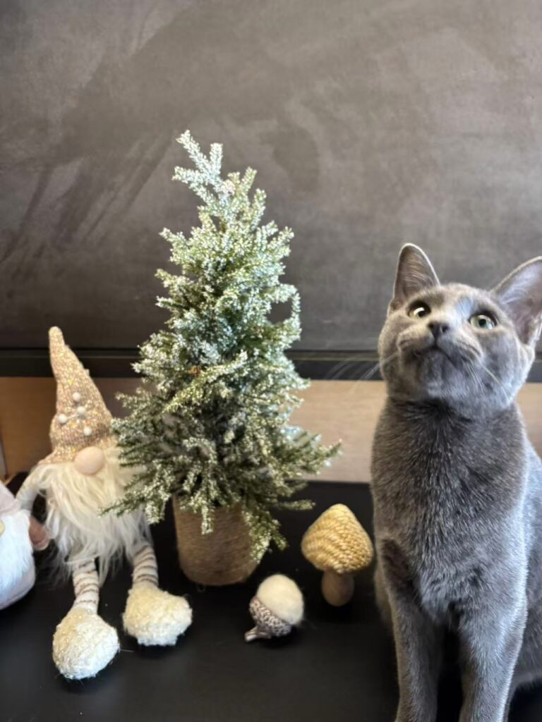 Ottawa 圖片 20260125023950